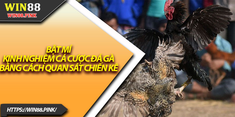 Kinh Nghiệm Cá Cược Đá Gà – Bí Quyết Thắng Lớn 2025 3 Bật mí kinh nghiệm cá cược đá gà bằng cách quan sát chiến kê