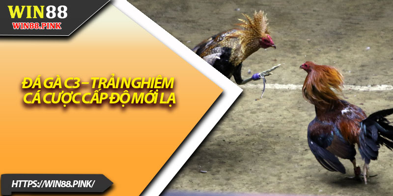 Đá Gà C3 – Trải Nghiệm Cá Cược Cấp Độ Mới Lạ 1 Da Ga C3 – Trai Nghiem Ca Cuoc Cap Do Moi La