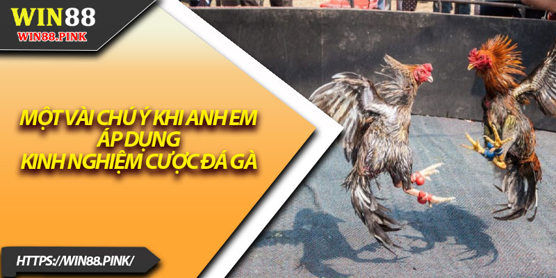 Kinh Nghiệm Cá Cược Đá Gà – Bí Quyết Thắng Lớn 2025 4 Một vài chú ý khi anh em áp dụng kinh nghiệm cược đá gà