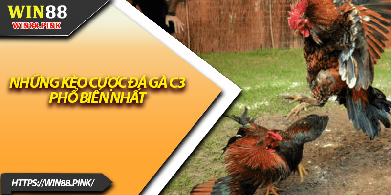 Đá Gà C3 – Trải Nghiệm Cá Cược Cấp Độ Mới Lạ 3 Những kèo cược đá gà C3 phổ biến nhất