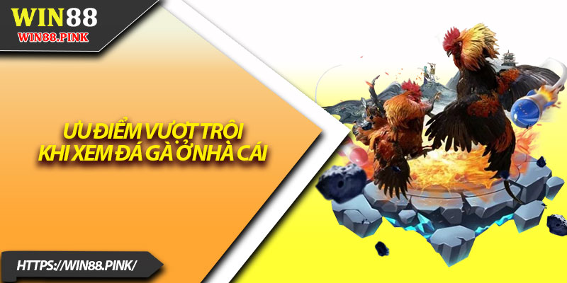 Đá Gà Win88 – Sàn Đấu Quy Tụ Chiến Kê Mạnh Nhất 2 Ưu điểm vượt trội khi xem đá gà ở nhà cái