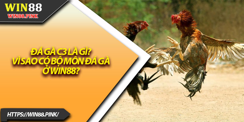 Đá Gà C3 – Trải Nghiệm Cá Cược Cấp Độ Mới Lạ 2 Đá gà C3 là gì? Vì sao có bộ môn đá gà ở Win88?